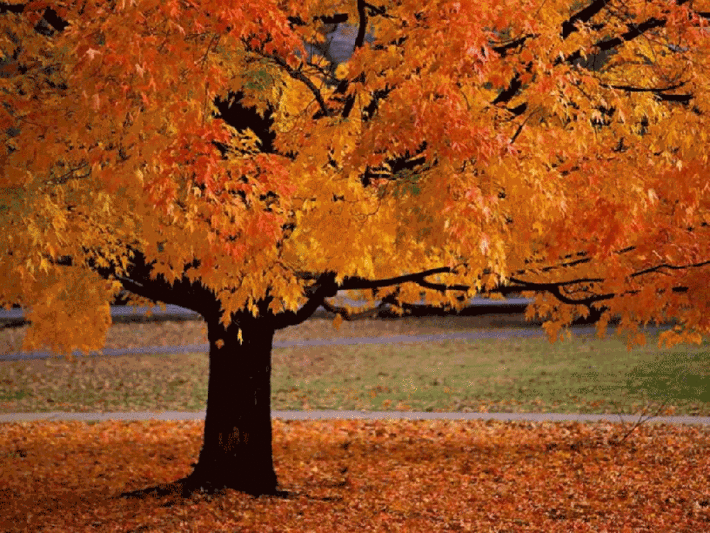 Harvest Festival - 11/16/18