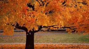 Harvest Festival - 11/16/18