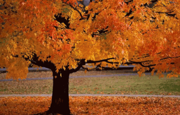 Harvest Festival - 11/16/18